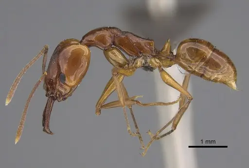 Anochetus natalensis - CASENT0257804