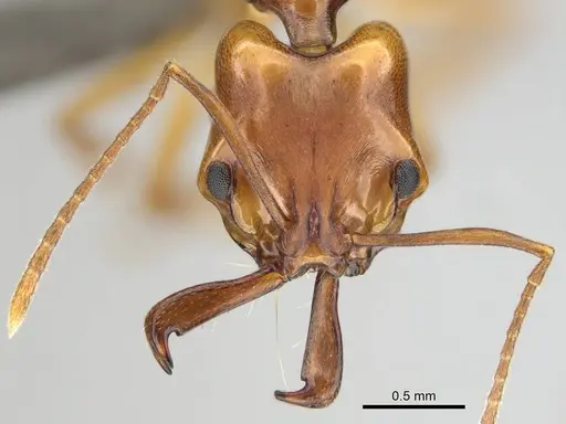 Anochetus natalensis - CASENT0257805