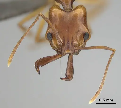 Anochetus natalensis - CASENT0257805