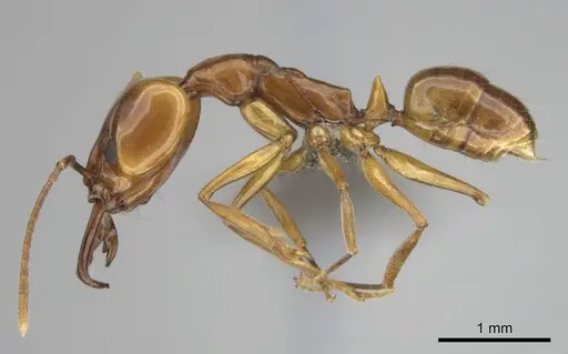 Anochetus natalensis - CASENT0257805