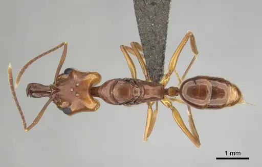 Anochetus natalensis - CASENT0257806