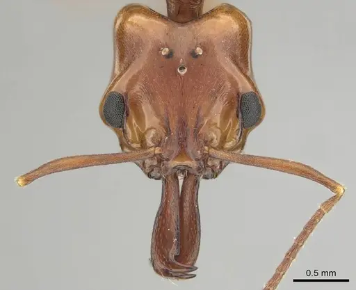 Anochetus natalensis - CASENT0257806