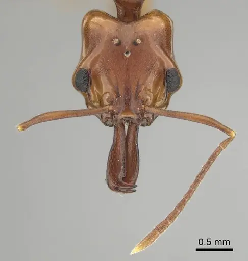 Anochetus natalensis - CASENT0257806