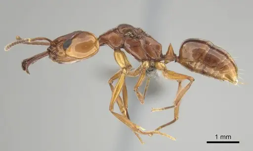 Anochetus natalensis - CASENT0257806