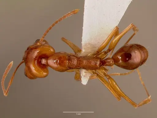 Anochetus natalensis - SAM-HYM-C002694A