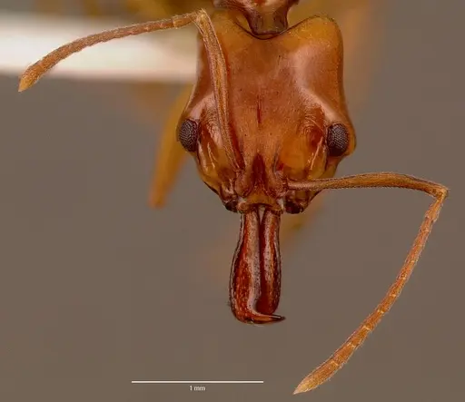 Anochetus natalensis - SAM-HYM-C002694A