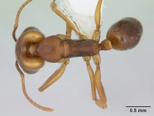 Anochetus neglectus specimen