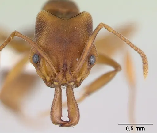 Anochetus neglectus specimen