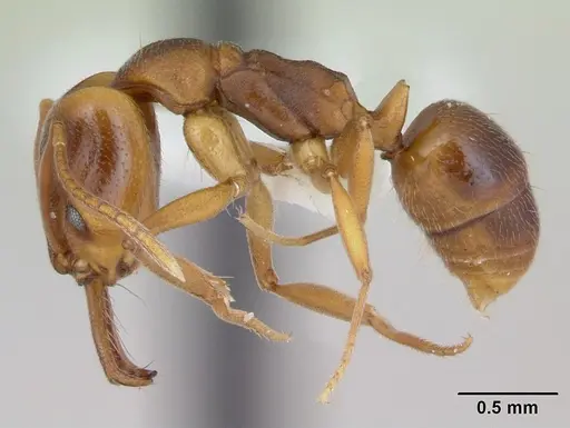 Anochetus neglectus specimen