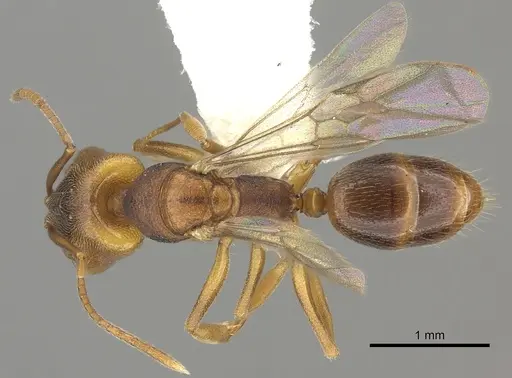 Anochetus neglectus - CASENT0260502