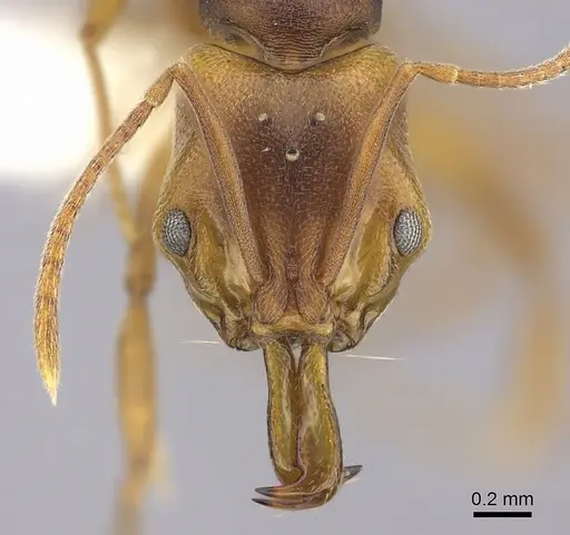 Anochetus neglectus - CASENT0260502