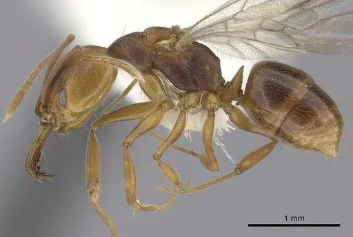 Anochetus neglectus - CASENT0260502