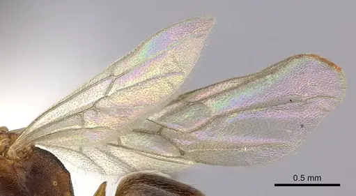 Anochetus neglectus - CASENT0260502