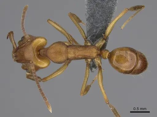 Anochetus neglectus - CASENT0379431