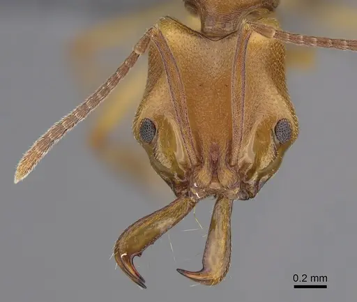 Anochetus neglectus - CASENT0379431