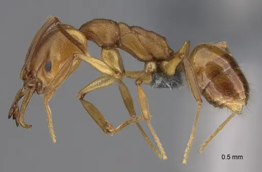 Anochetus neglectus - CASENT0379431