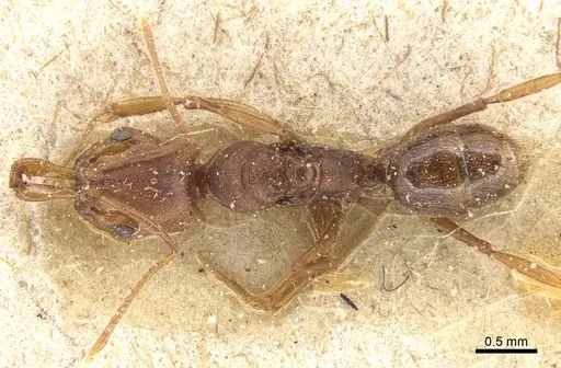 Anochetus neglectus - CASENT0903988