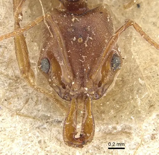 Anochetus neglectus - CASENT0903988