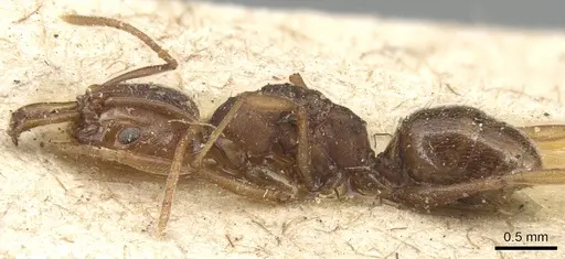 Anochetus neglectus - CASENT0903988