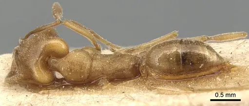 Anochetus neglectus - CASENT0903989