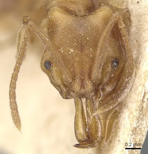 Anochetus neglectus - CASENT0903989