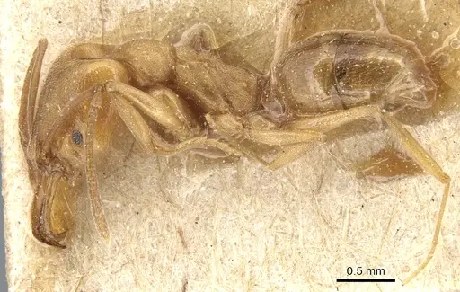 Anochetus neglectus - CASENT0903989