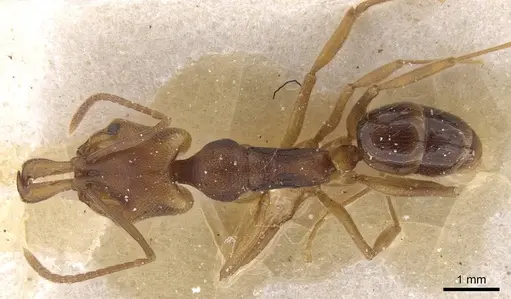 Anochetus neglectus - CASENT0915162