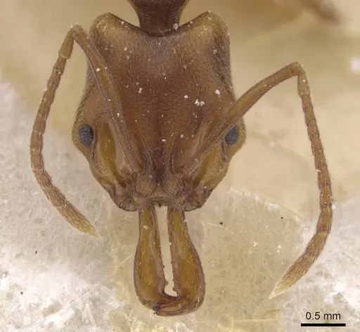 Anochetus neglectus - CASENT0915162