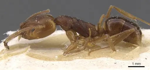 Anochetus neglectus - CASENT0915162