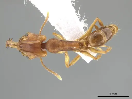 Anochetus neglectus - DZUP549116