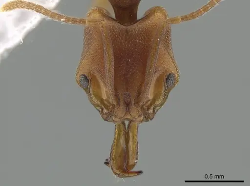 Anochetus neglectus - DZUP549116