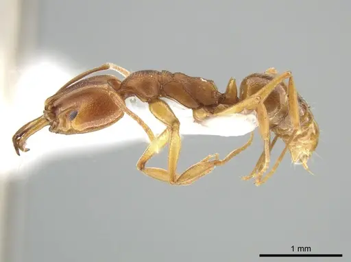 Anochetus neglectus - DZUP549116