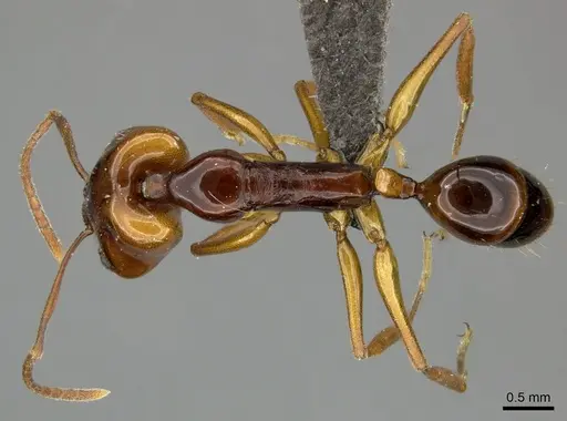 Anochetus obscuratus specimen