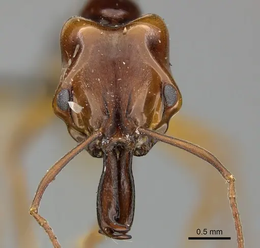 Anochetus obscuratus specimen