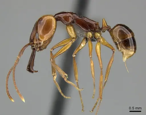 Anochetus obscuratus specimen