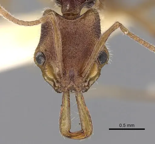 Anochetus obscurior specimen