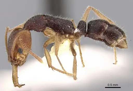 Anochetus obscurior specimen
