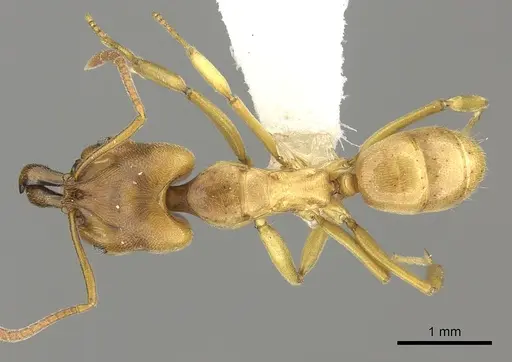 Anochetus orchidicola specimen