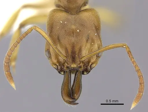 Anochetus orchidicola specimen