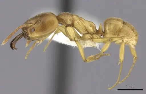 Anochetus orchidicola specimen