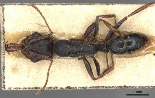 Anochetus orientalis specimen