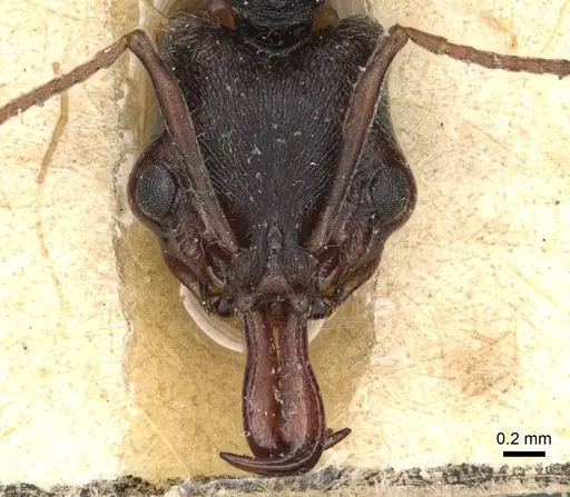 Anochetus orientalis specimen