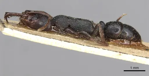 Anochetus orientalis specimen