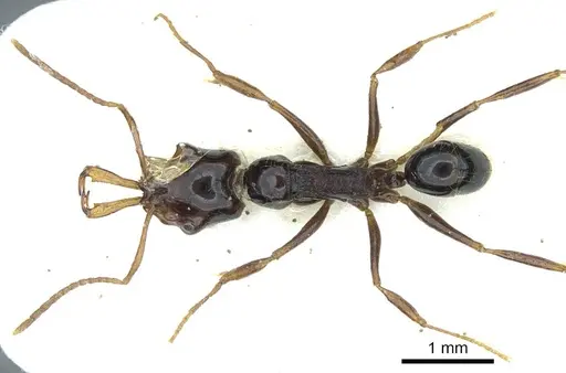 Anochetus pangantihoni specimen