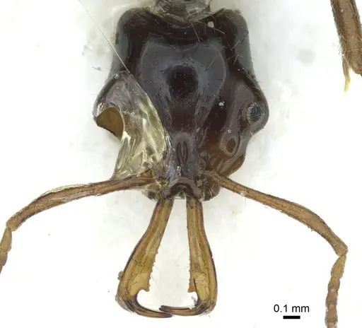 Anochetus pangantihoni specimen