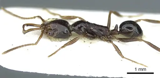 Anochetus pangantihoni specimen