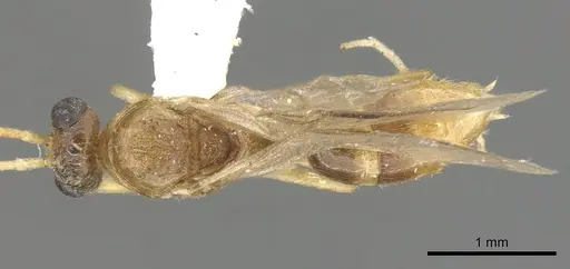 Anochetus pangens specimen