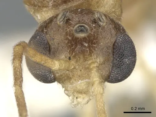 Anochetus pangens specimen