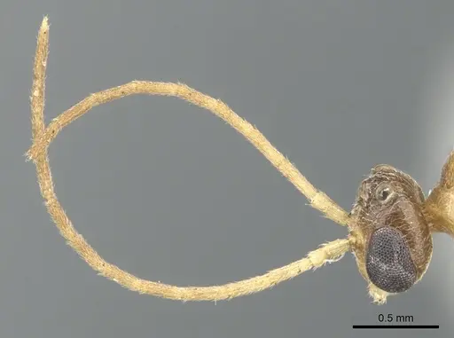Anochetus pangens specimen