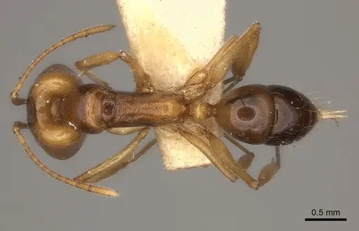 Anochetus paripungens specimen